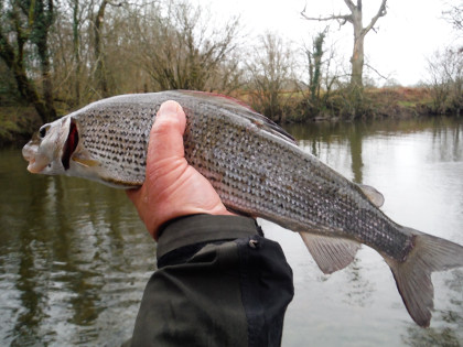 Middle Irfon grayling