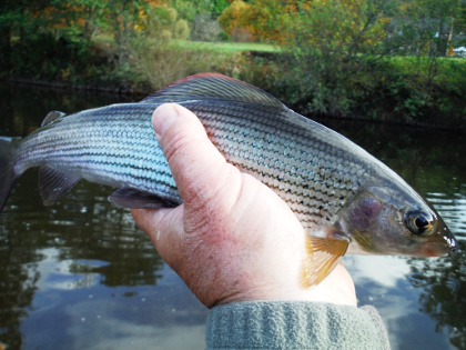Monnow grayling taken in autumn - note the blue tinge