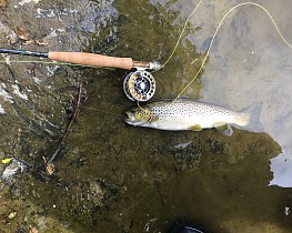 Llangoed trout - SF from London