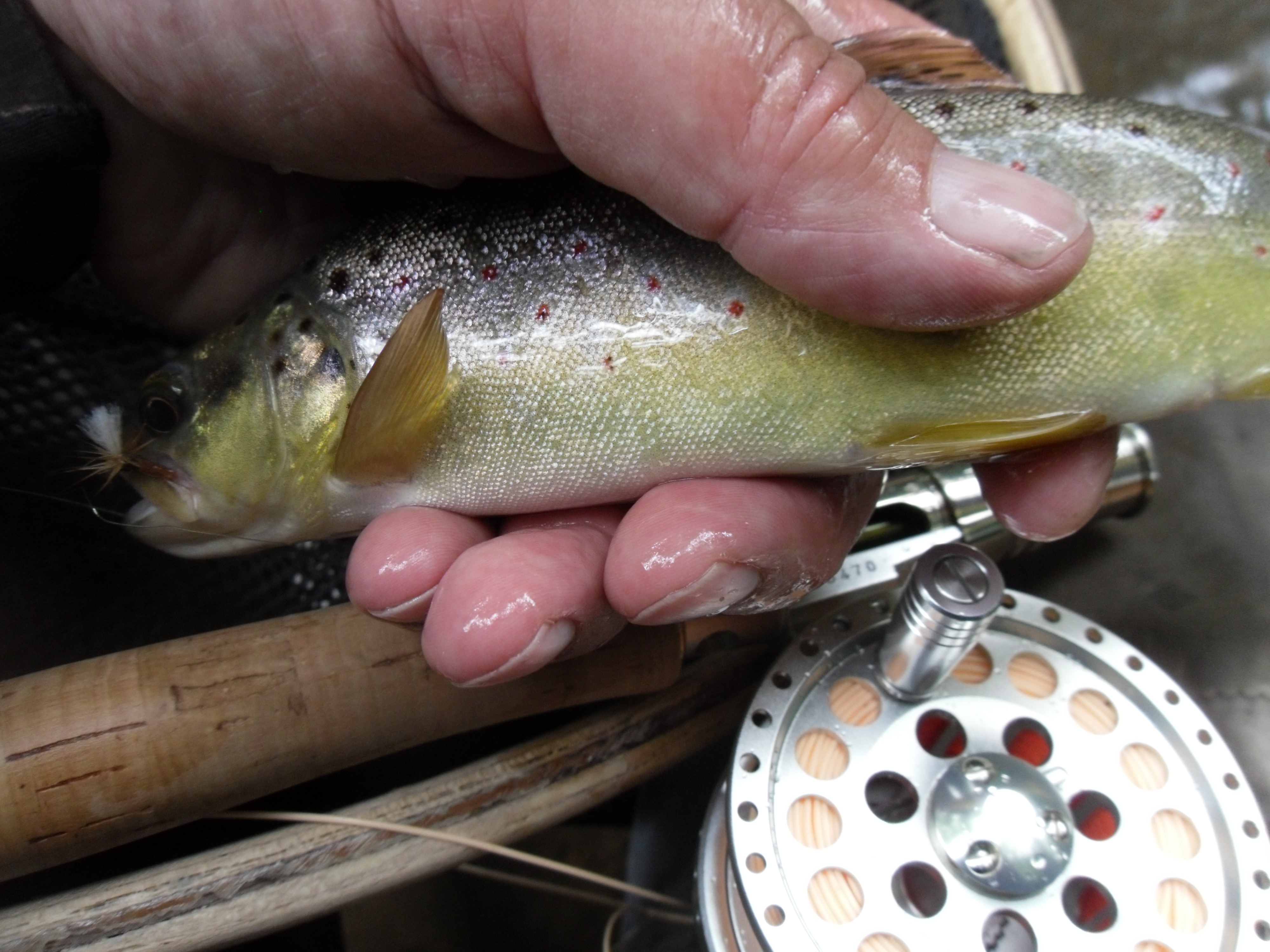 Golden trout at Chanstone Court