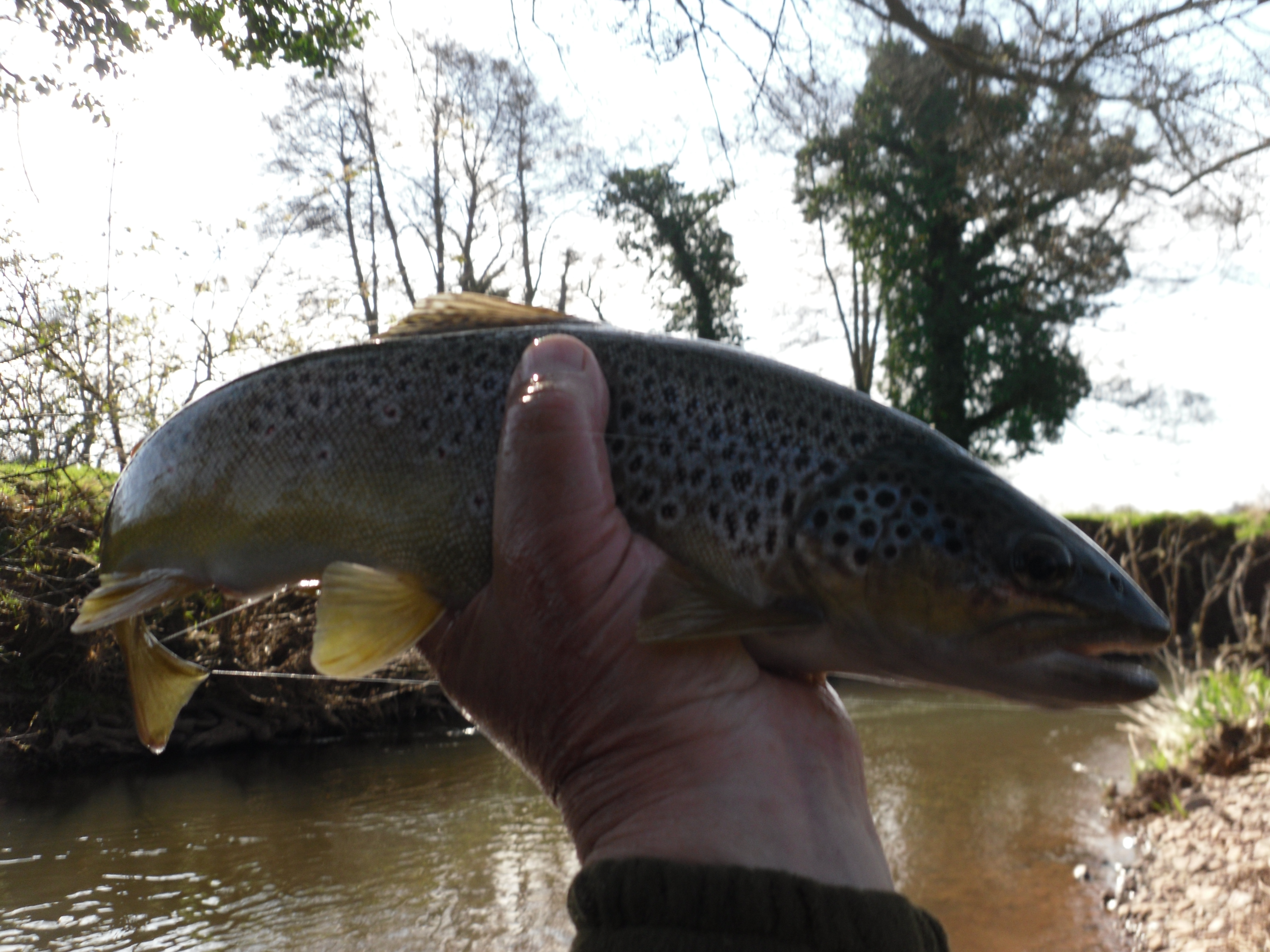 Heavy trout from the lower Dore