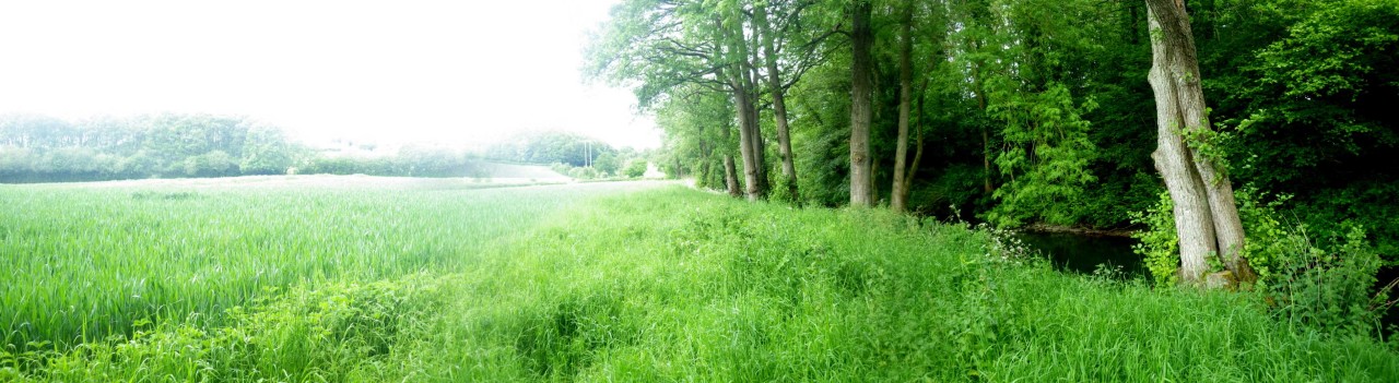 Buffer strip by the Arrow at Whittern