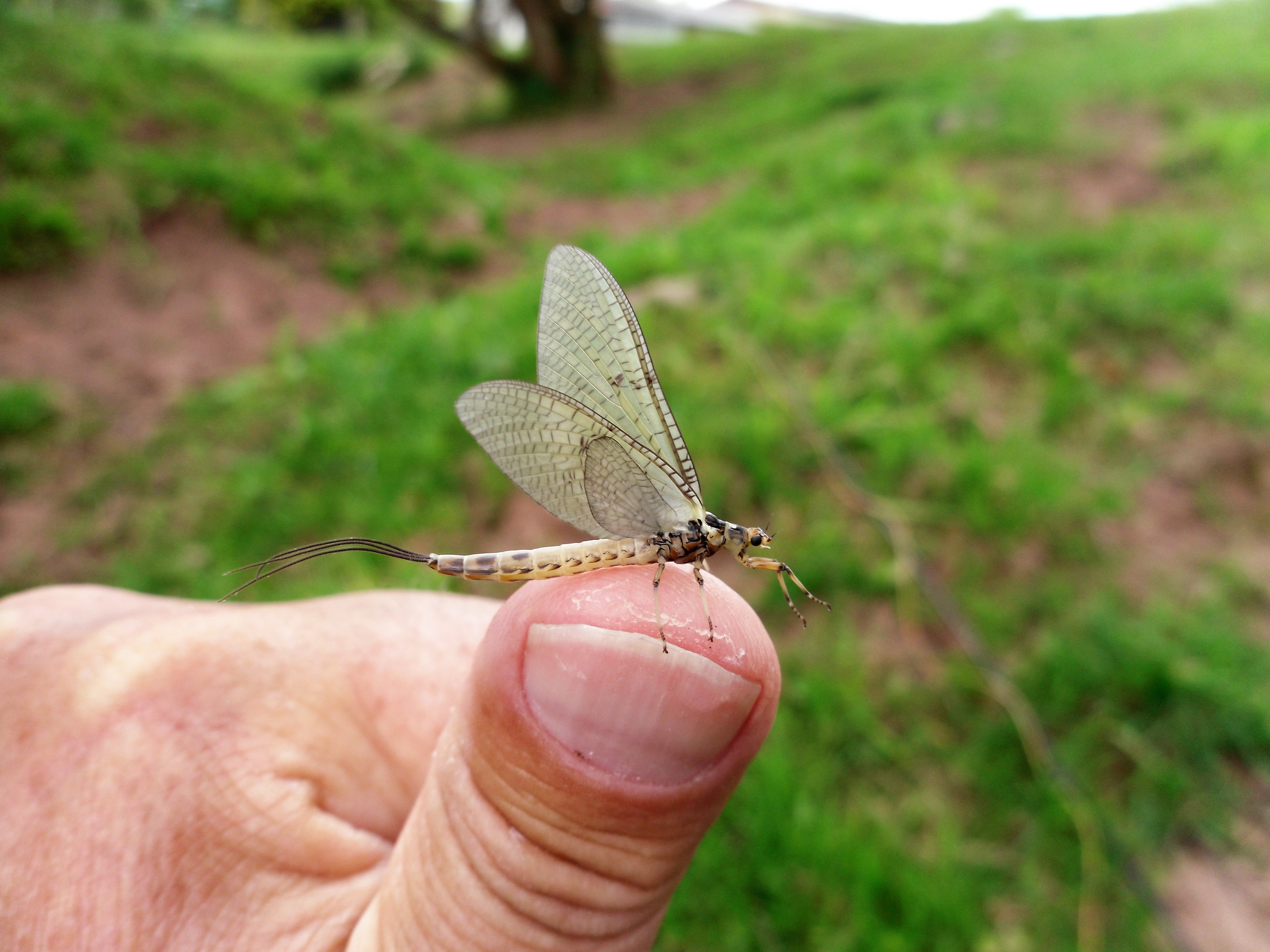 Golden Valley mayfly