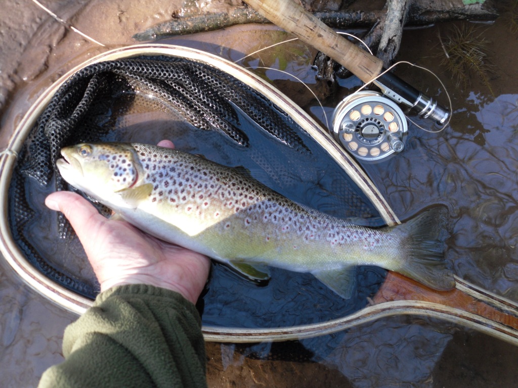 Abbeydore trout