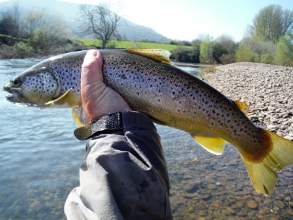 Abergavenny trout