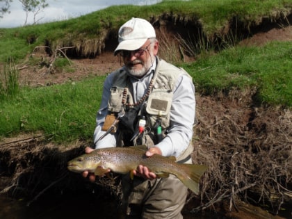 Large Usk trout