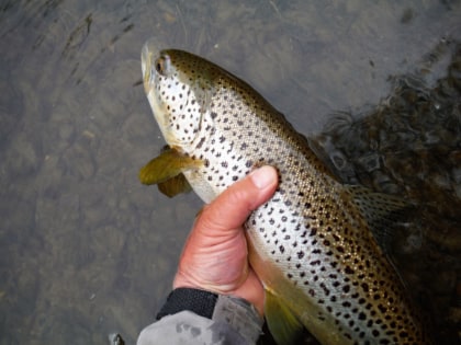 21 inch Wye trout in fine spring condition