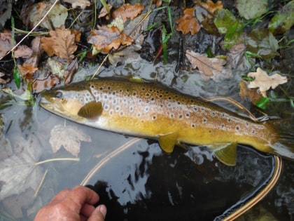 Irfon trout – out of season
