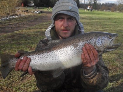 Rare Wye sea trout – accidentally taken by a pike angler in February