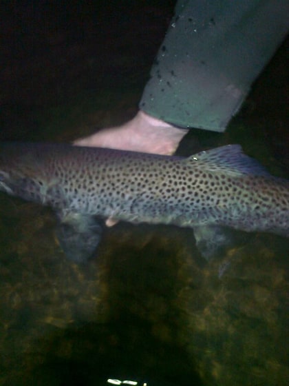 Eifion’s trout