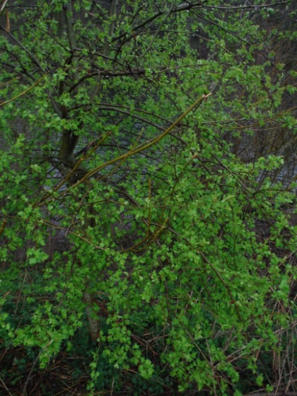 Green leaves at Goodrich on opening day