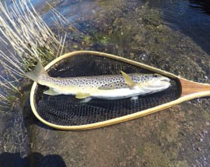 Glan yr Afon trout – AP from Cheltenham
