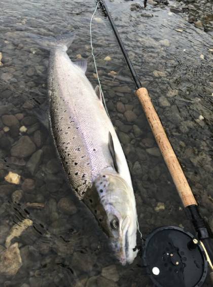 Tim Hughes's 29.5" fish he caught from the Red Lion water on 5th May on an Usk Grub