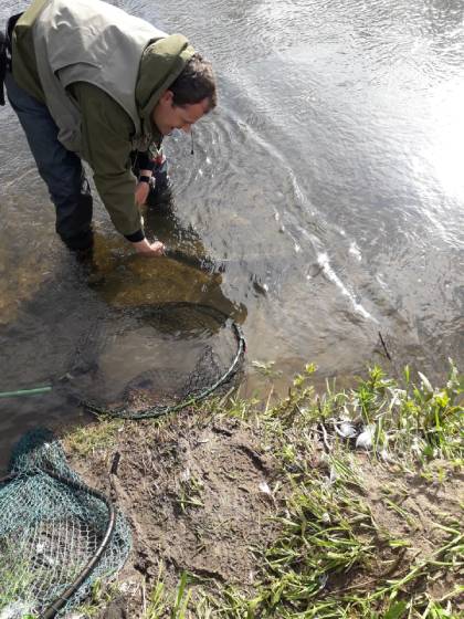 Adrian Cross releasing a 34 inch salmon he caught on Flying C from Goodrich Court’s Doghole on 8 th May.