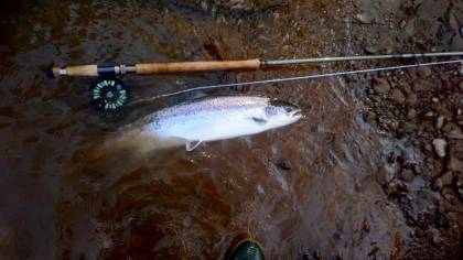 Stephen Marsh-Smith's 10lb sea liced fish from Wyesham on the 7th