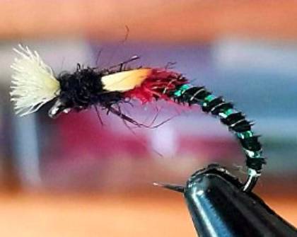 A beautifully dressed light buzzer – HE of Swansea