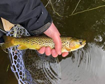 Talybont trout A – K from London
