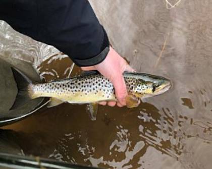 Talybont trout B – K from London