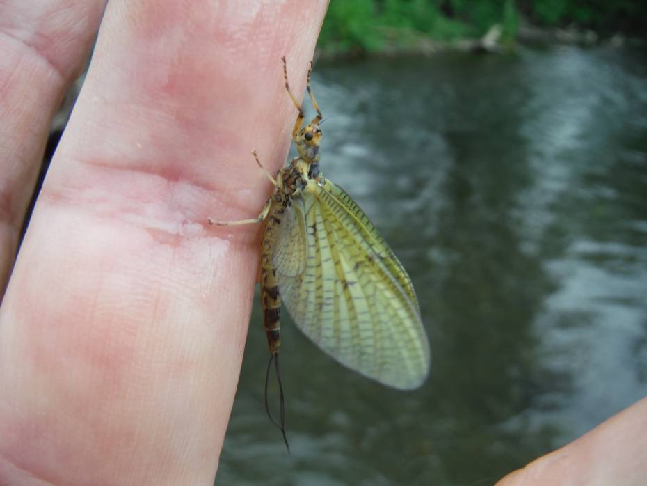 Arrow mayfly