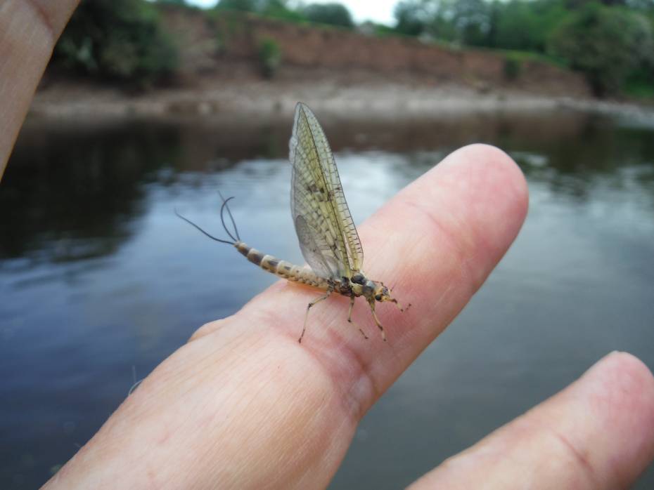 Usk mayfly