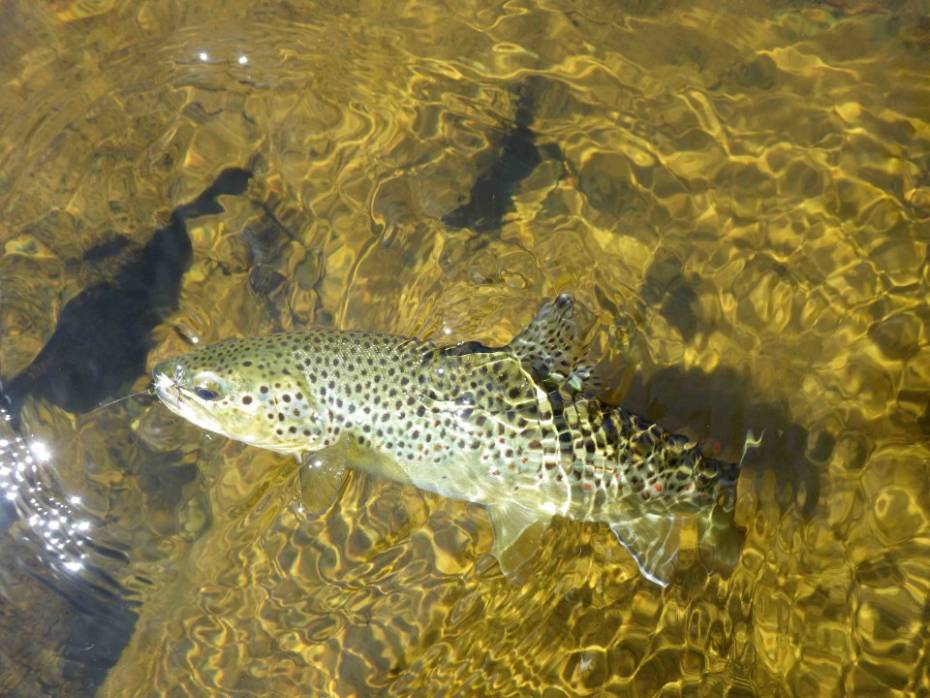 Fish in trap close up. Victim of poaching. Save nature. On hook. Silence  concept. Fish trout caught in freshwater. Fish open mouth hang on hook.  fishing equipment. Bait spoon line fishing accessories