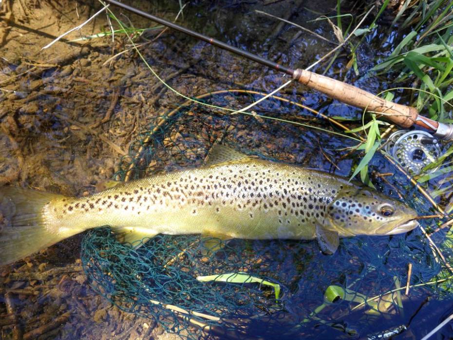 2.5 lb trout, Craig Llyn – SJM from Herefordshire