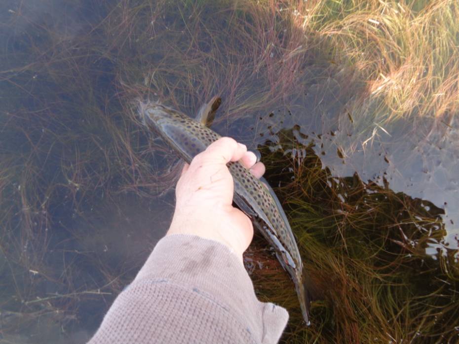 Tadpole Black Goldhead from the guys at fish fishing flies uk ltd