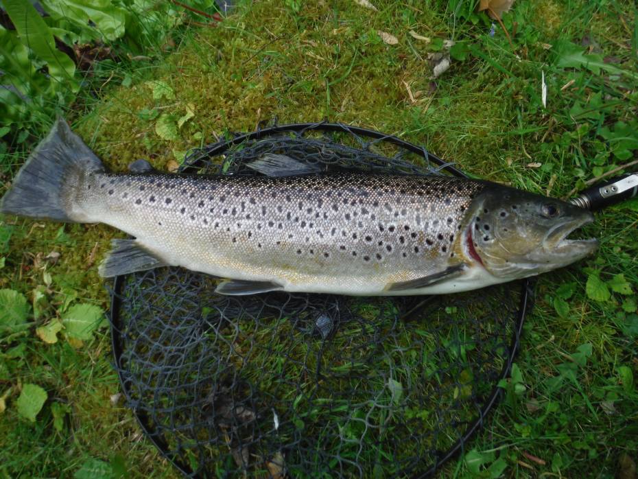 21 inch Avon trout