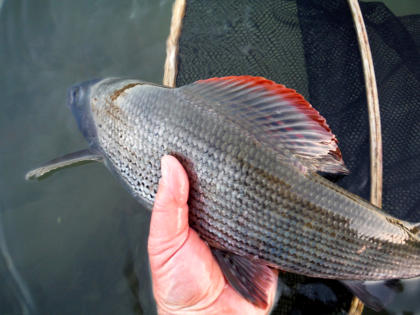 Another fine December grayling from the Eyton beat.