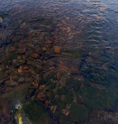 A redd found upstream of the fish passes completed by WUF on the upper Wye this August (see August salmon report below for details).