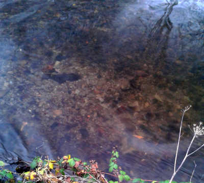 A salmon redd found on the river Arrow near Kington last week.