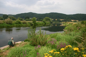 Barbel fishing at Holme Lacy 3, one of the middle Wye beats to join the Passport scheme within the RES Project.