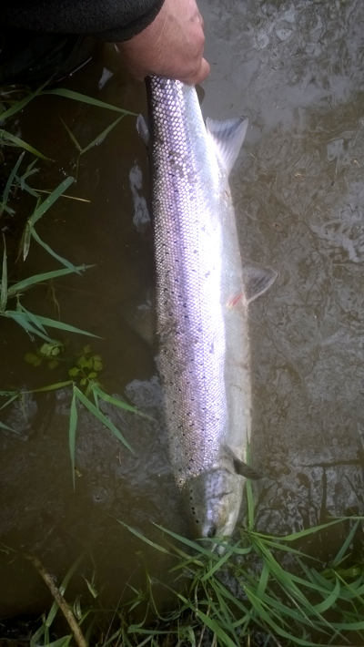 April salmon from the Wye.