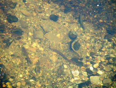 Sea lamprey spawning in the upper Wye. Note the 2 large trout either side waiting for any dislodged invertebrates or unburied eggs.