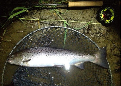 A fresh Teifi sewin caught and photographed by Steffan Jones on 15th July.