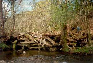 A debris dam found on the Sgithwen, an upper Wye tributary