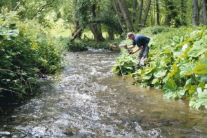 Checking for invertebrates on an upper Wye tributary