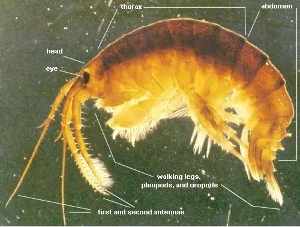 The killer shrimp (Dikerogammarus villosus)