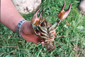 The alien invader - The North American signal crayfish