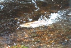 Salmon cutting a redd into the gravel of an upper Wye stream