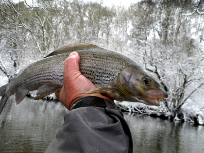 A good February grayling.