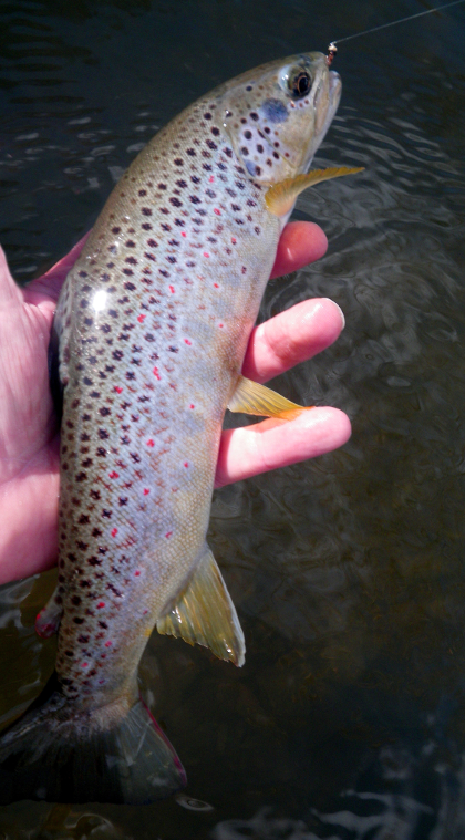 A nice trout from the Arrow last March, caught on a weighted nymph fished duo-style.