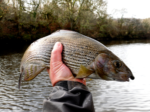 A good grayling from the Irfon in January.