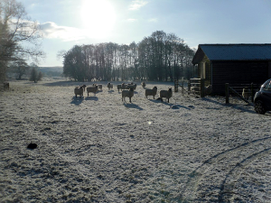 A frosty morning by the hut at Mortimers Cross (Lugg).