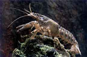 Our native white clawed crayfish