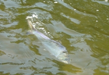 Highly protected twaite shad spawn in the lower reaches