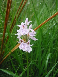 A wild orchid on the banks of the Cammarch
