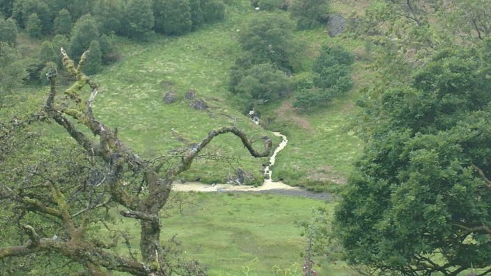Siltation caused by forestry operations running into the upper Irfon.