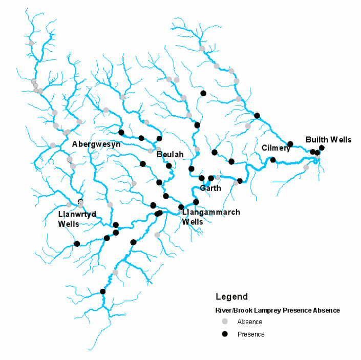 brook and river lamprey populations in the Irfon at the start of the ISAC project (2010)
