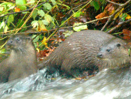 Otters photographed in the Wye SAC